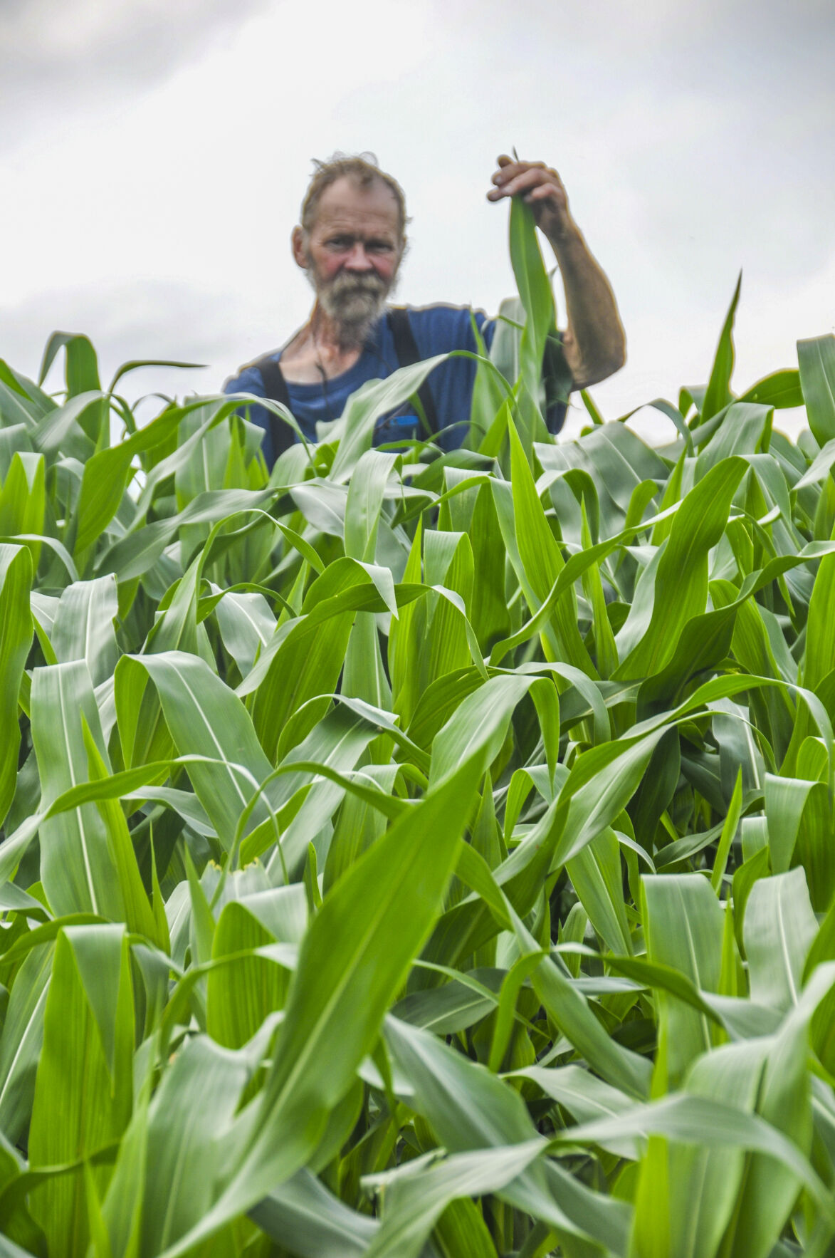 Wade with corn